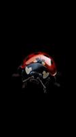 Ladybug isolated on black background photo