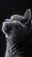 british shorthair cat isolated on black background photo