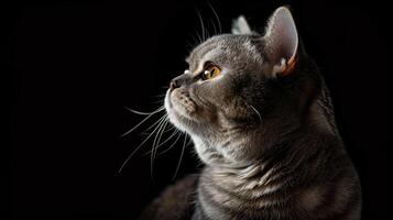 british shorthair cat isolated on black background photo