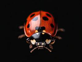 Ladybug isolated on black background photo