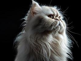 persian cat isolated on black background photo