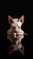 sphynx cat isolated on black background photo