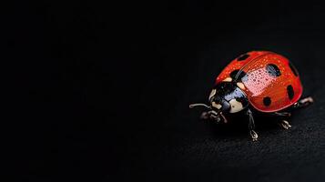 Ladybug isolated on black background photo