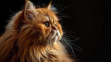 persian cat isolated on black background photo