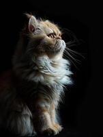 persian cat isolated on black background photo