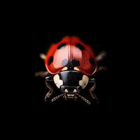 Ladybug isolated on black background photo