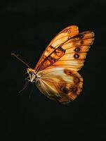 Butterfly isolated on black background photo