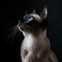 siamese cat isolated on black background photo
