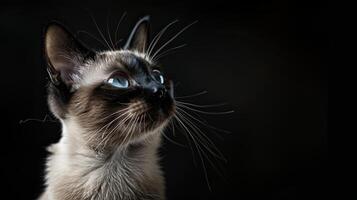 siamese cat isolated on black background photo