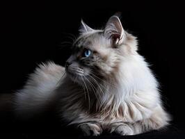 ragdoll cat isolated on black background photo