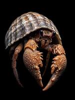 Hermit Crab isolated on black background photo
