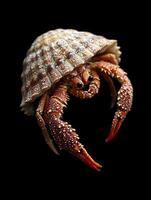 Hermit Crab isolated on black background photo