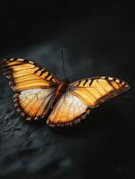Butterfly isolated on black background photo