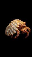 Hermit Crab isolated on black background photo