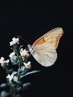 Butterfly isolated on black background photo