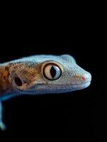 Gecko isolated on black background photo