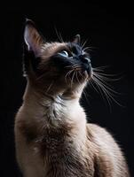 siamese cat isolated on black background photo