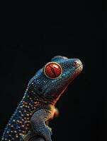 Gecko isolated on black background photo