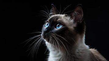 siamese cat isolated on black background photo