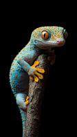Gecko isolated on black background photo