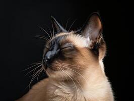 siamese cat isolated on black background photo
