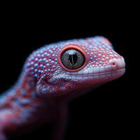 Gecko isolated on black background photo