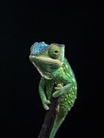 Chameleon isolated on black background photo