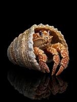 Hermit Crab isolated on black background photo