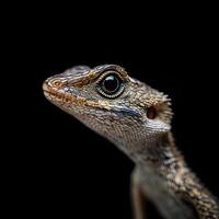 Lizard isolated on black background photo