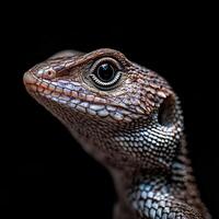 Lizard isolated on black background photo