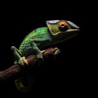 Chameleon isolated on black background photo