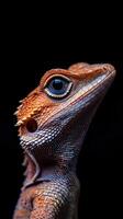 Lizard isolated on black background photo