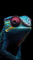 Chameleon isolated on black background photo