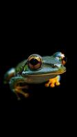 Frog isolated on black background photo