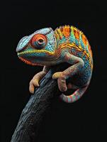 Chameleon isolated on black background photo