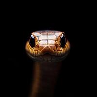 Snake isolated on black background photo