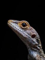 Lizard isolated on black background photo