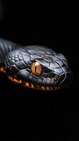 Snake isolated on black background photo