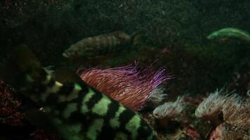 Sarcophyton soft coral with green polyps - Sarcophyton ehrenbergi. Coral reef in South Pacific soft coral with crinoids. anemone with tentacles, emitting under UV light, background video