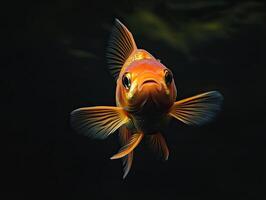Goldfish isolated on black background photo