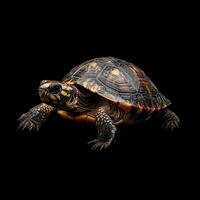 Turtle isolated on black background photo