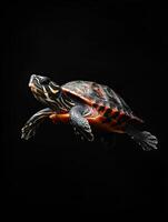 Turtle isolated on black background photo