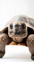 Tortoise isolated on white background photo
