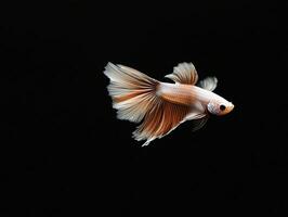 Betta Fish isolated on black background photo