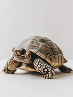 Tortoise isolated on white background photo