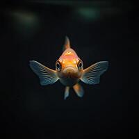 Goldfish isolated on black background photo