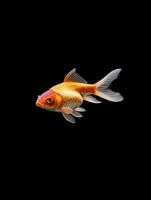 Goldfish isolated on black background photo