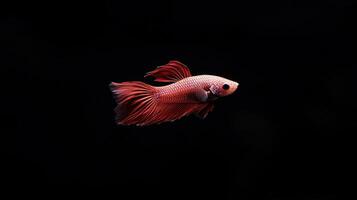 Betta Fish isolated on black background photo
