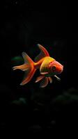 Goldfish isolated on black background photo
