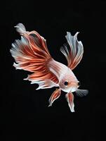 Betta Fish isolated on black background photo